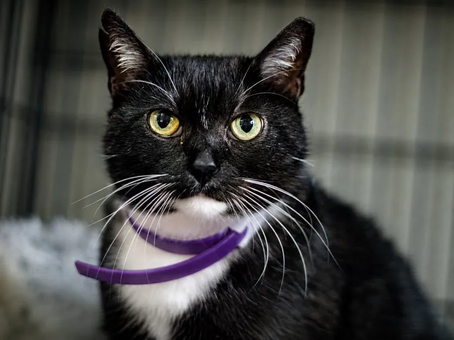 Karmen — kot do adopcji ze Schroniska na Paluchu (nr 0049/26)