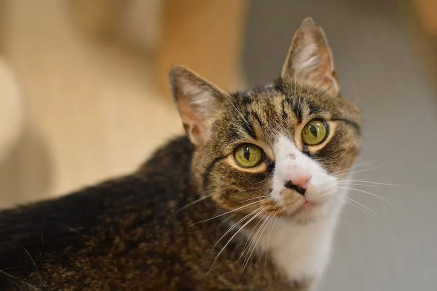 Luciano — kot do adopcji ze Schroniska na Paluchu (nr 0110/26)
