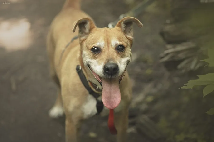 Maya — pies do adopcji ze Schroniska na Paluchu (nr 0165/23)