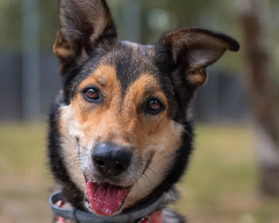 Luna — pies do adopcji