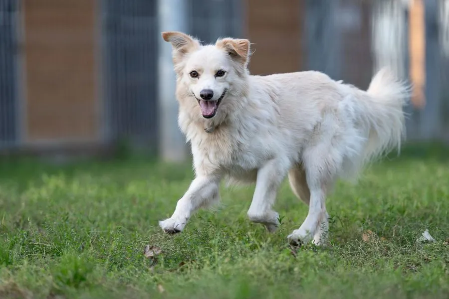 Anton — pies do adopcji ze Schroniska na Paluchu (nr 0329/22)