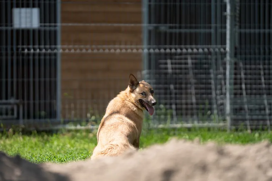 Lumi — pies do adopcji
