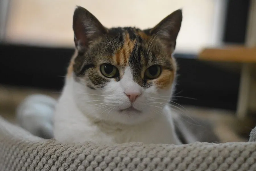 Morrigan — kot do adopcji ze Schroniska na Paluchu (nr 0414/25)