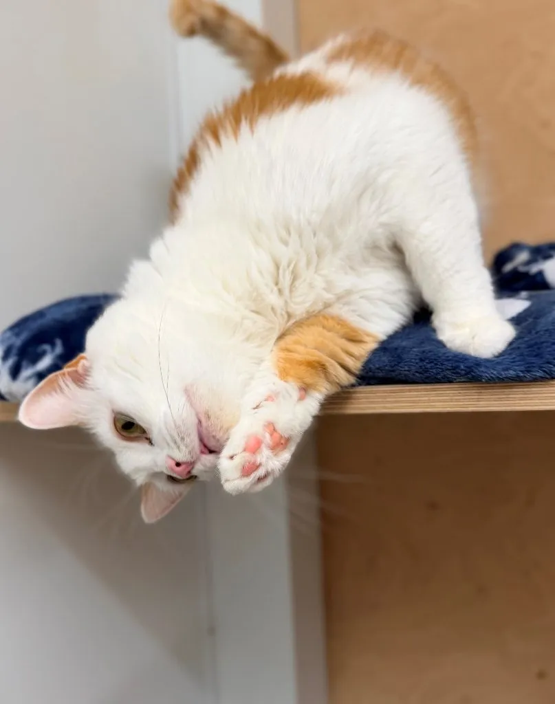 Mala — kot do adopcji ze Schroniska na Paluchu (nr 0432/25)