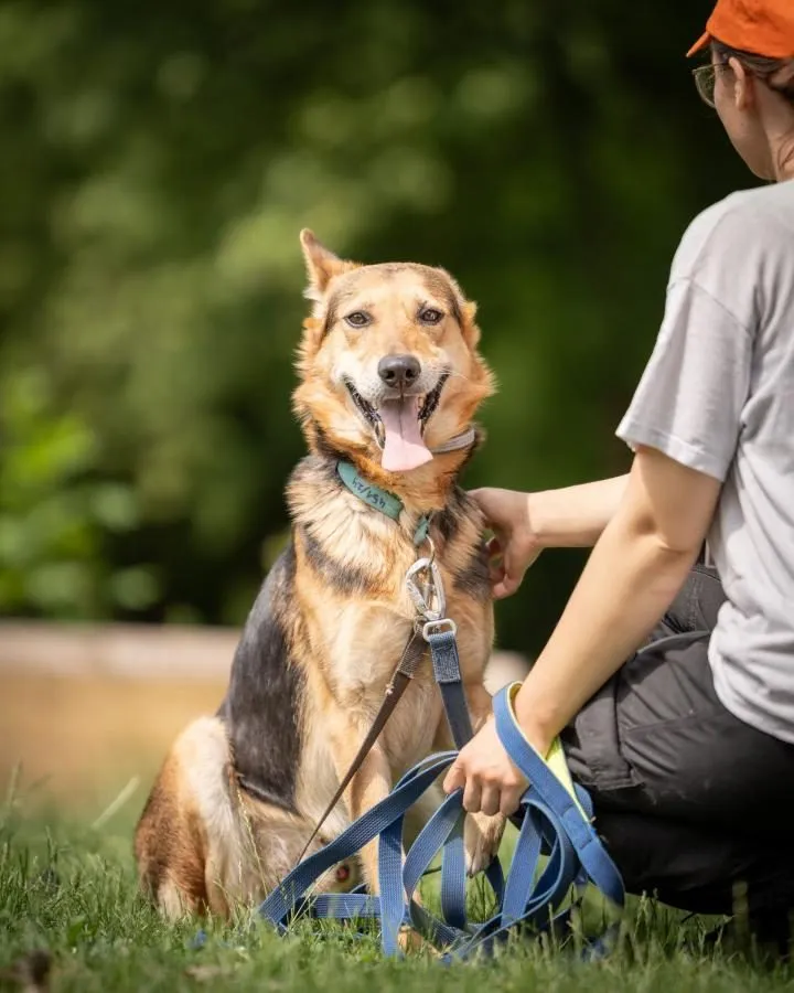 Vinnie — pies do adopcji ze Schroniska na Paluchu (nr 0451/24)