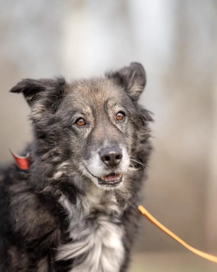 Max — pies do adopcji ze Schroniska na Paluchu (nr 0773/24)