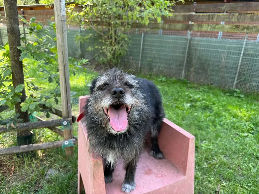 Maciuś — pies do adopcji ze Schroniska na Paluchu (nr 0807/25)
