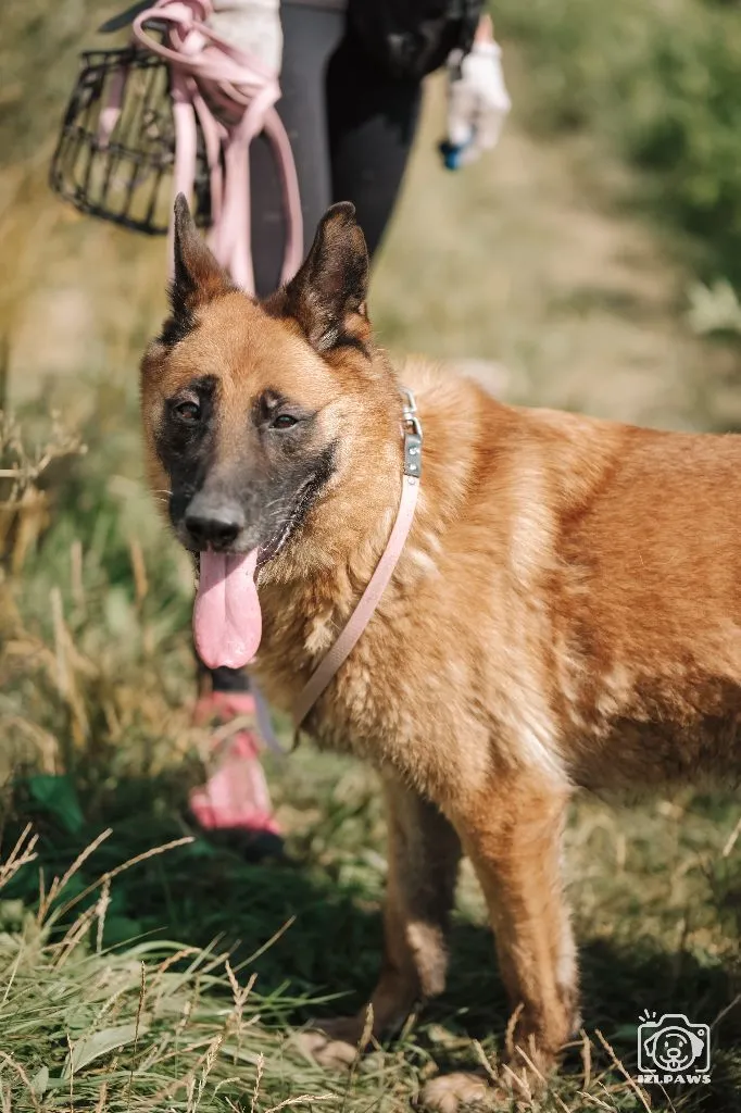 Randal — pies do adopcji ze Schroniska na Paluchu (nr 1197/24)