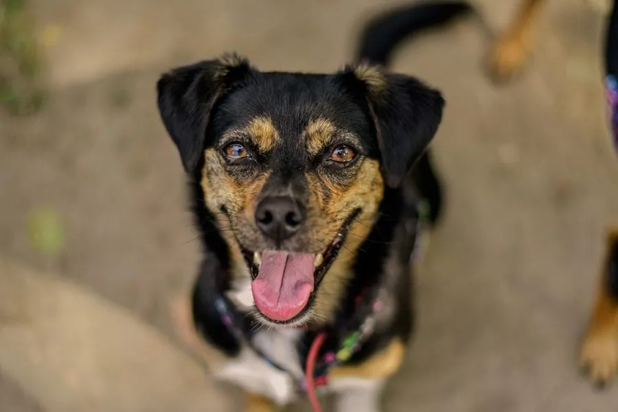 Rosa — pies do adopcji