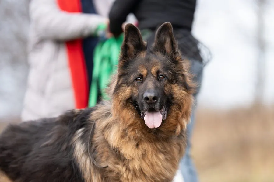 Borys — pies do adopcji ze Schroniska na Paluchu (nr 1336/21)