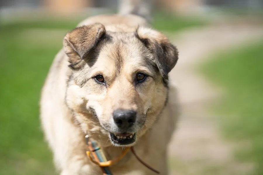 Jakar — pies do adopcji ze Schroniska na Paluchu (nr 1509/24)