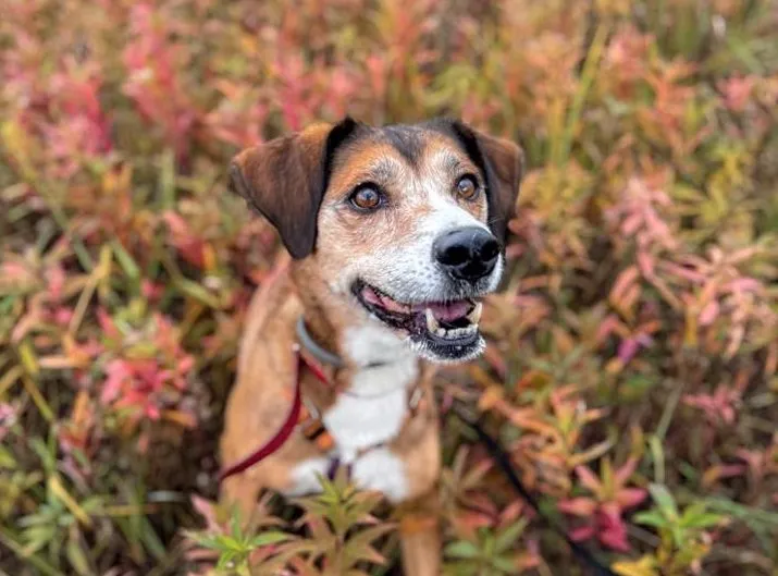 Ruby — pies do adopcji
