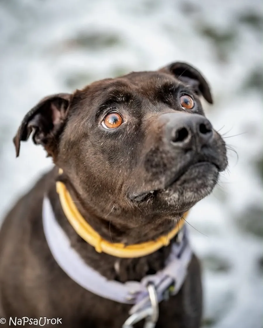 Timon — pies do adopcji ze Schroniska na Paluchu (nr 1912/21)